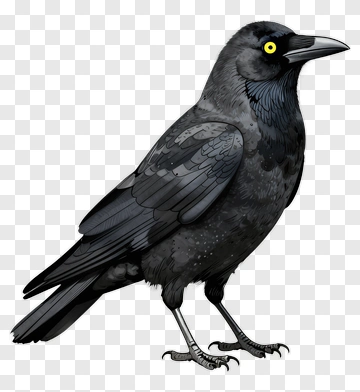 Crow With Bright Yellow Eye PNG