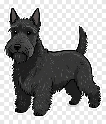 Scottish Terrier PNG