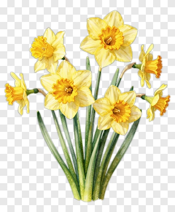Yellow Daffodil Bouquet PNG