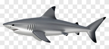 Silver Shark With Black Fin Tips PNG