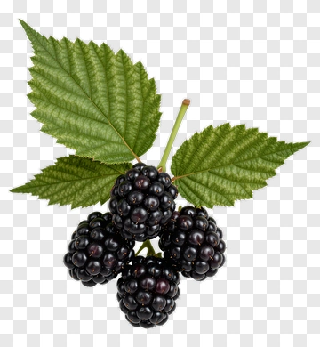 Cluster Of Blackberries With Leaves PNG