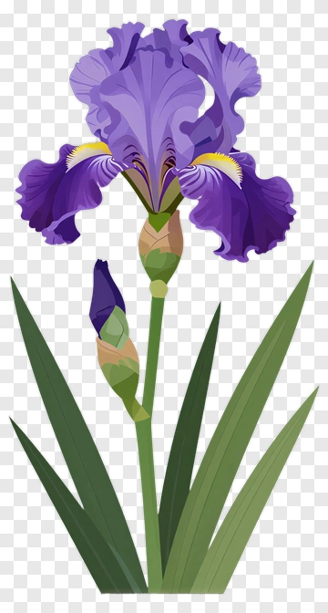 Purple Iris Flower With Bud PNG