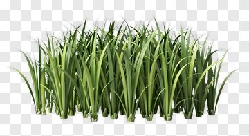 Green Grass Cluster PNG