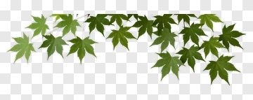 Maple Leaves On Branch PNG