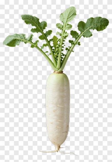 Fresh Radish With Green Tops PNG