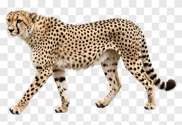 Cheetah In Motion PNG