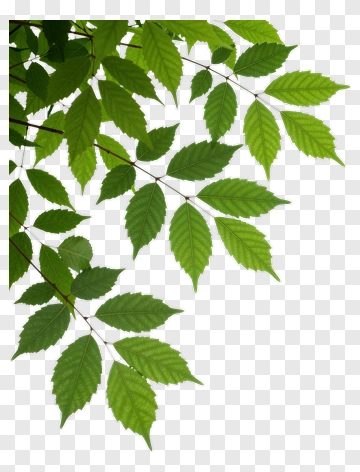 Green Leaf Branch PNG