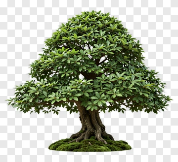 Bonsai Tree With Dense Green Leaves PNG