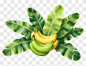 Banana And Banana Leaves PNG
