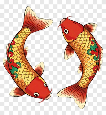 Two Koi Fish Facing Each Other PNG