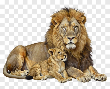 Lion And Lion Cub Together PNG