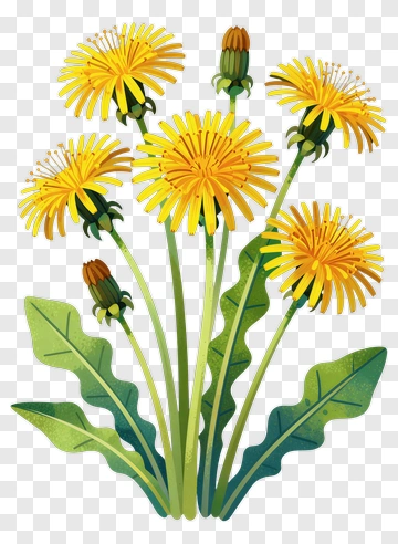 Dandelion Flower Plant PNG