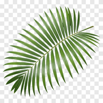 Palm Leaf PNG
