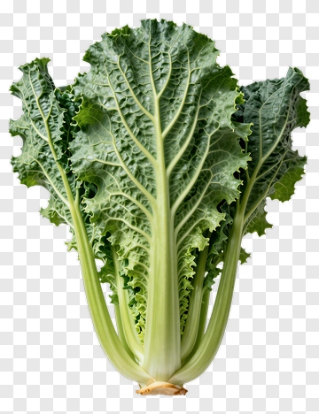 Fresh Kale Leaf PNG