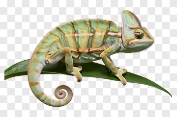 Chameleon On Leaf PNG