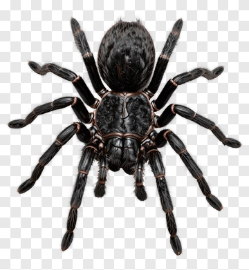 Black Spider With Brown Accents PNG