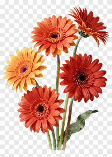Vibrant Gerbera Daisy Bouquet PNG