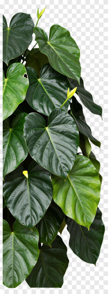 Tropical Plant With Green Leaves PNG