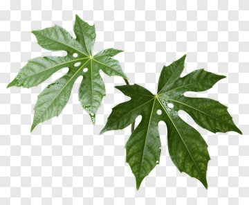 Green Plant Leaf PNG