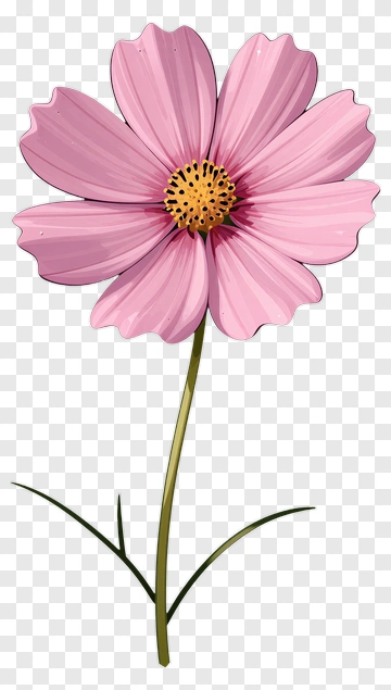 Pink Cosmos Flower PNG
