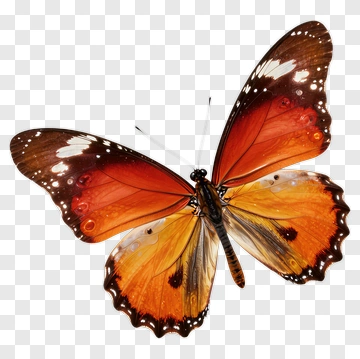 Orange And Red Butterfly With White Spots PNG