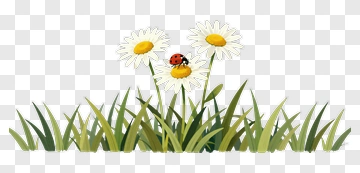 Ladybug On Daisy PNG