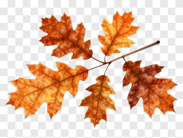 Autumn Oak Leaves On Branch PNG