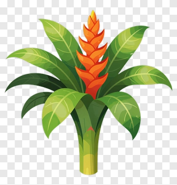Tropical Heliconia Flower PNG