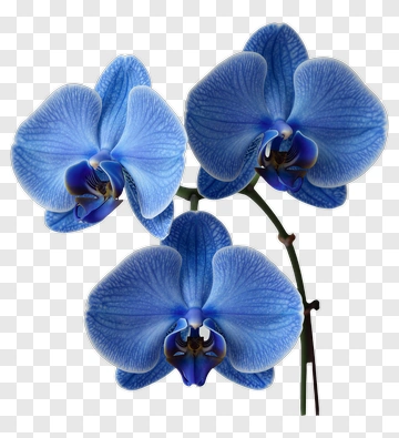 Blue Orchid Blooms PNG