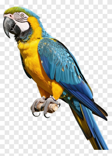 Blue And Yellow Macaw PNG