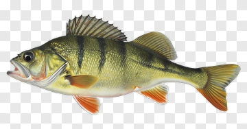 Perch Fish Illustration PNG