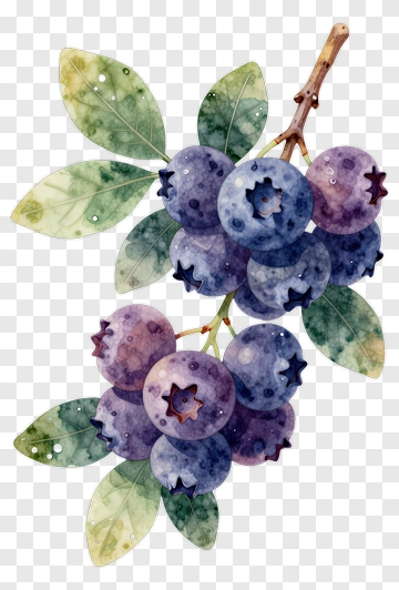 Watercolor Blueberry Cluster PNG