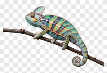 Colorful Chameleon On Branch PNG