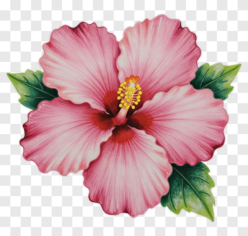 Pink Hibiscus Flower With Green Leaves PNG