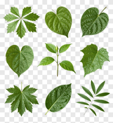 Various Types Of Green Leaves PNG