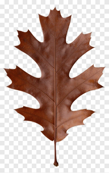 Brown Leaf PNG
