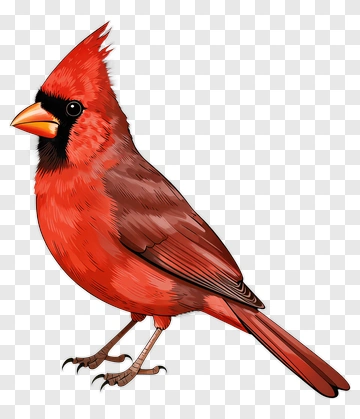 Red Cardinal Bird Illustration PNG