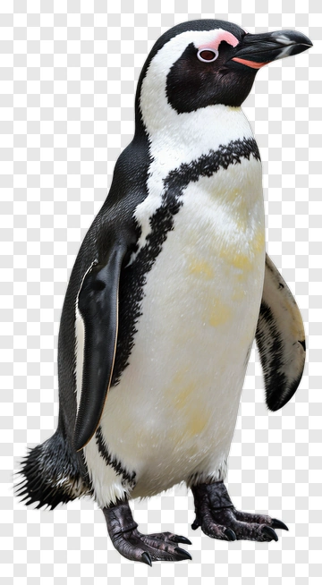 Penguin PNG
