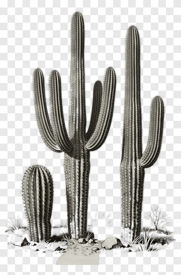 Three Cacti In Desert Setting PNG