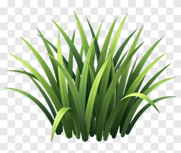 Green Grass Clump PNG