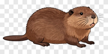 Beaver In Water PNG