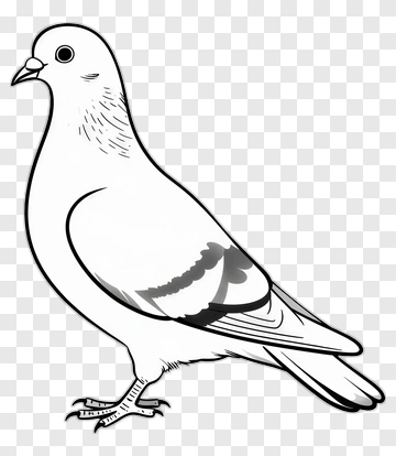 Hand Drawn Pigeon PNG