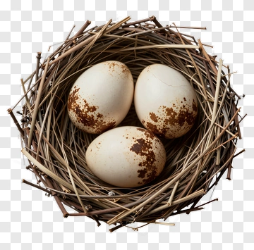 Three Bird Eggs In A Nest PNG