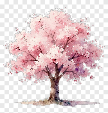 Cherry Blossom Tree In Full Bloom PNG