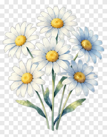 Daisy Flower Bouquet PNG