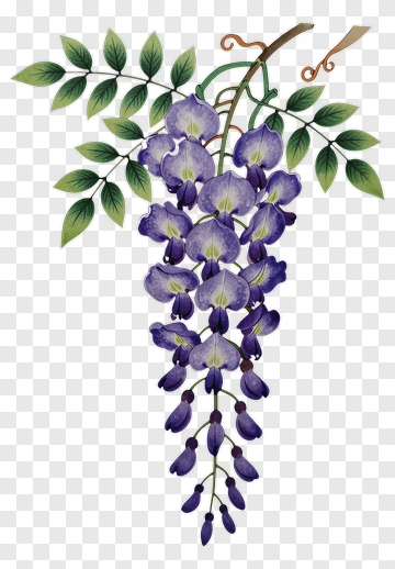 Wisteria Blossoms With Leaves PNG