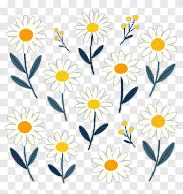 White Daisy Flowers With Yellow Centers PNG