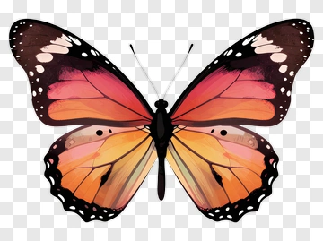 Orange And Pink Butterfly PNG