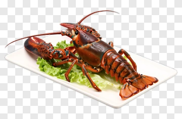 Fresh Lobster On Lettuce PNG