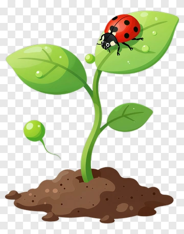 Ladybug On A Young Plant PNG